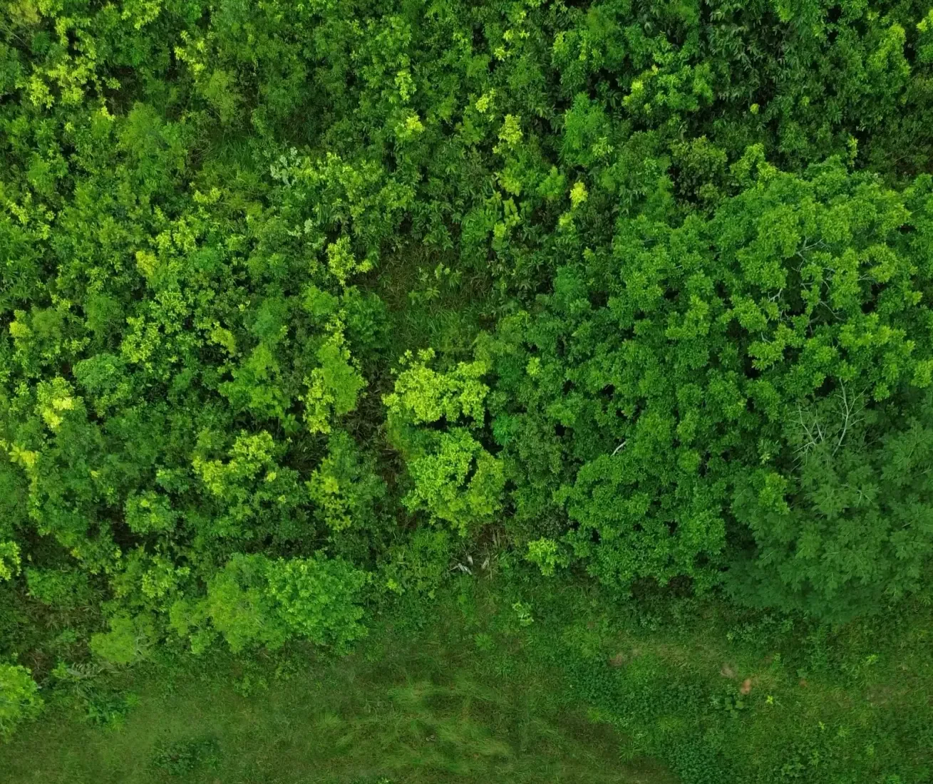 Climate monitoring and forest cover tracking